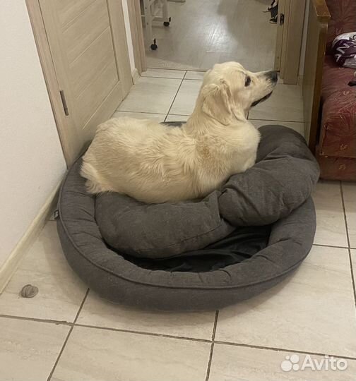 Передержка собак, кошек и других животных