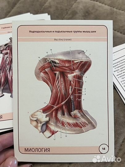 Карточки по анатомии Сапин