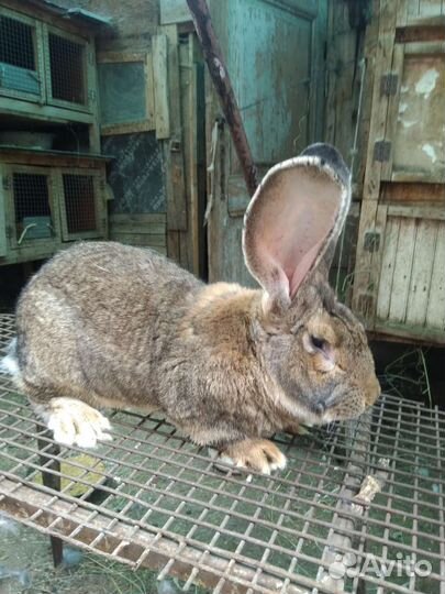 Кролики на племя