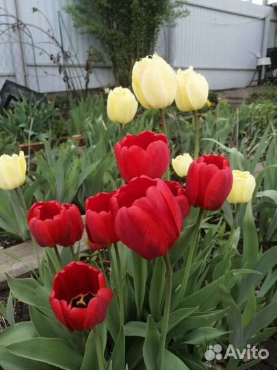 Тюльпаны красные луковицы