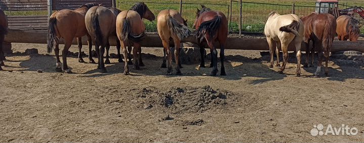 Лошади ЖЕРЕБЦЫ