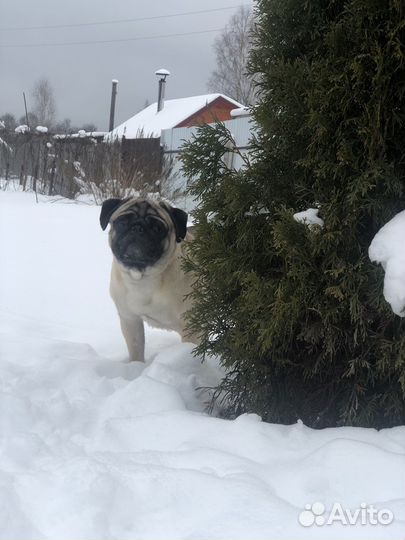 Мопс вязка мальчик