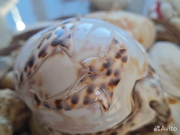 Морские ракушки