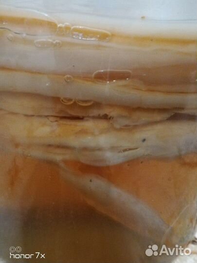 Чайный гриб вместе С банкой