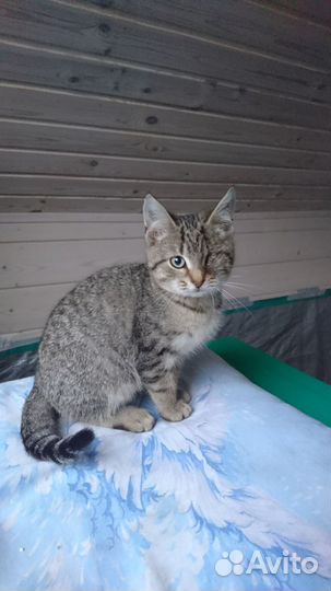 Европейская