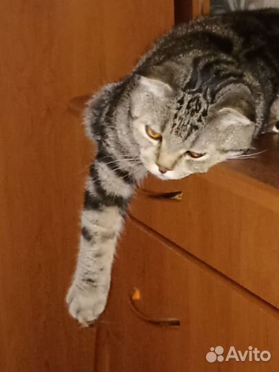 Шотландский вислоухий кот бесплатно