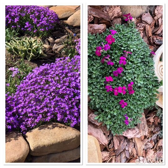 Обриета (многолетник )