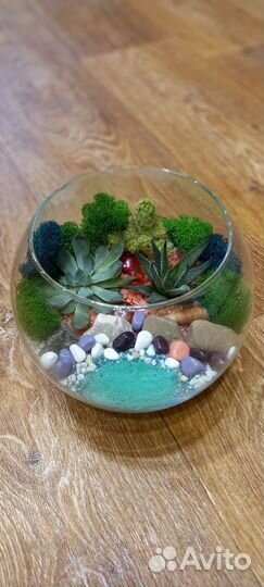 Флорариум с живыми суккулентами