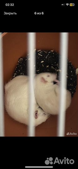 Крысы отдам бесплатно