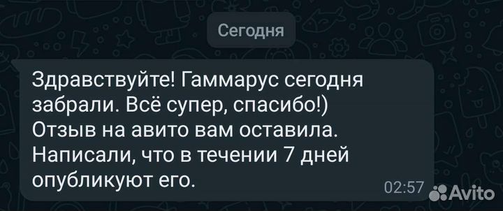 Гаммарус сухой лов май 2023