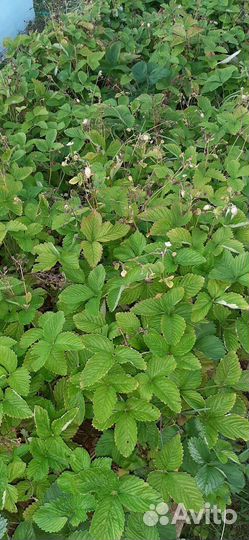 Рассада клубники, земляники