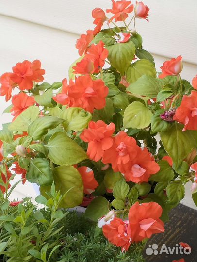 Бальзамины