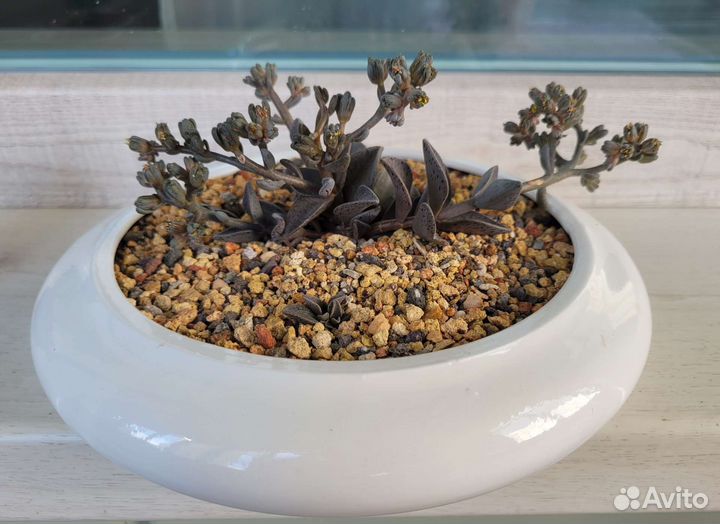 Ленофиллум гуттатум Lenophyllum guttatum