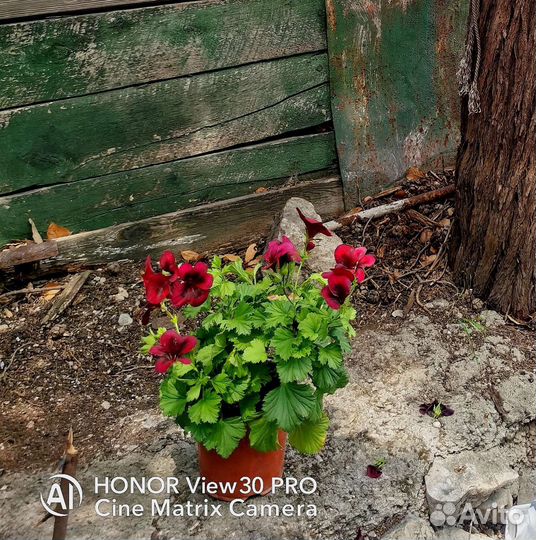 Пеларгония (герань) королевская PAC Aristo Schoko