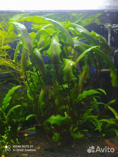 Криптокорина, эхинодорус мини, мох и др