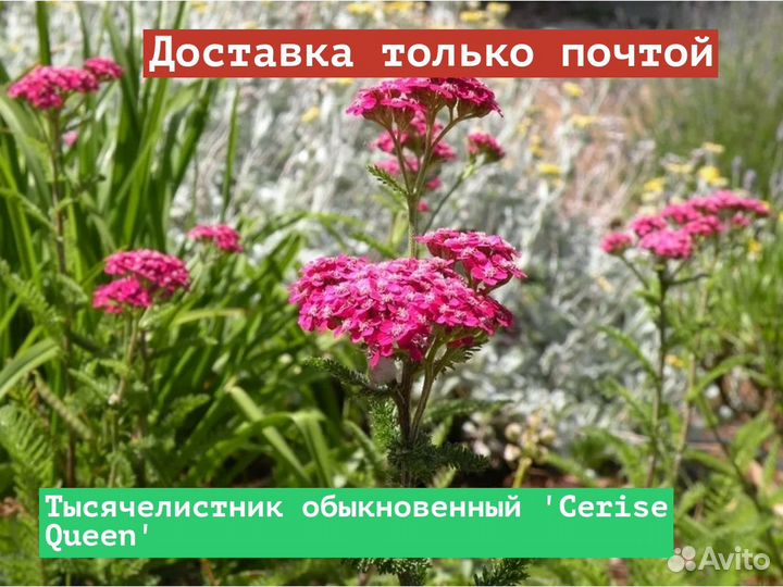 Тысячелистник обыкновенный Cerise Queen