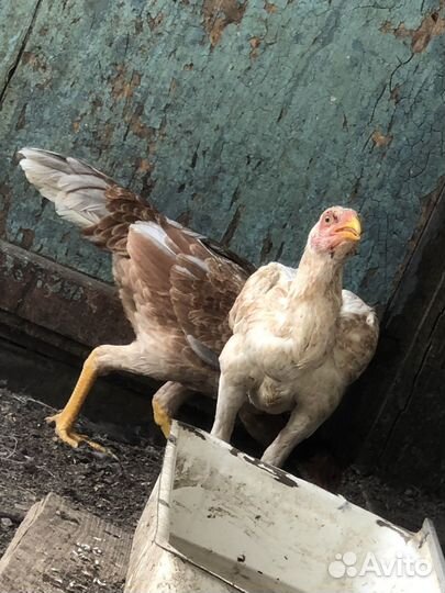 Бойцовские куры, цыплята