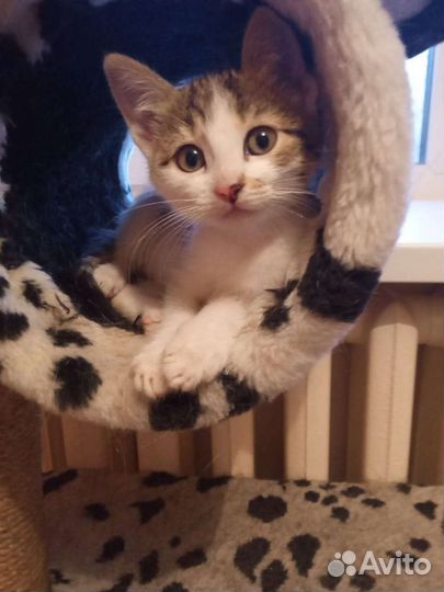 Кошки бесплатно