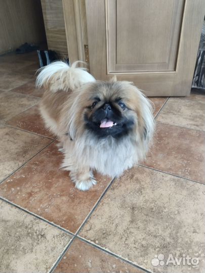 Пекинес вязка