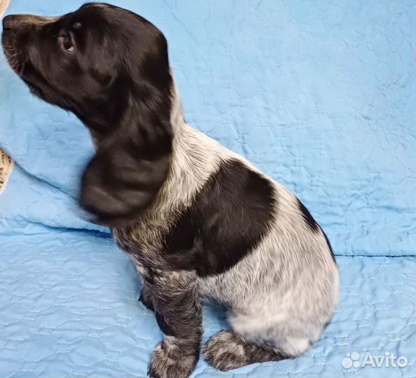 Русский охотничий спаниель щенки