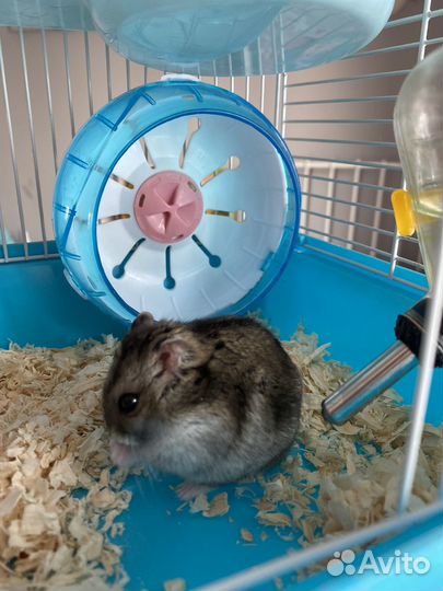 Хомяк с клеткой