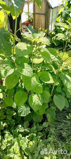 Гортензия древовидная