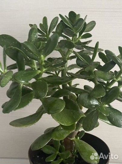 Толстянка денежное дерево