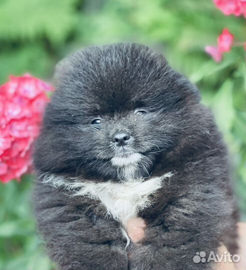 Померанский шпиц мини