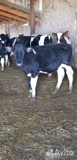 Телята, тёлочки