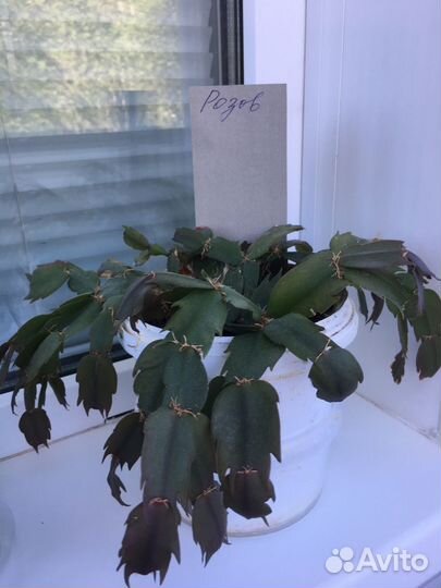 Декабрист желтый, красный, розовый