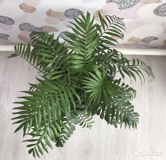 Пальма хамедорея