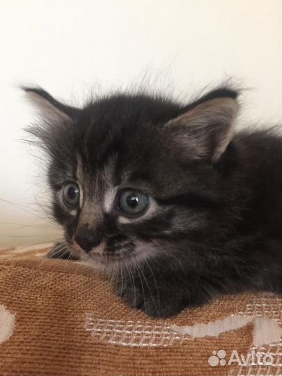 Котики в добрые руки