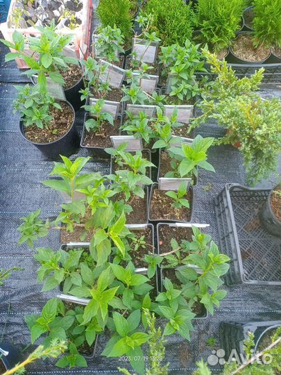 Гортензия Метельчатая