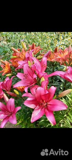 Лилия, ирис