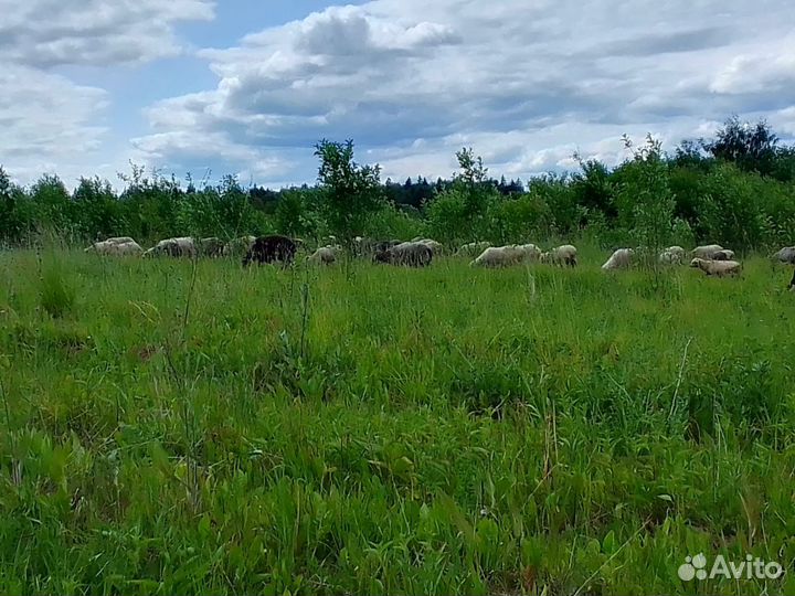 Овцы бараны