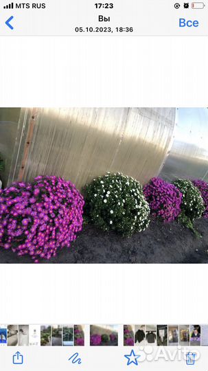 Многолетники для сада цветы