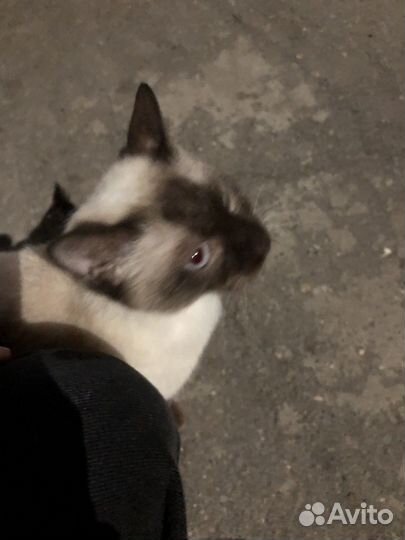Сиамская кошка