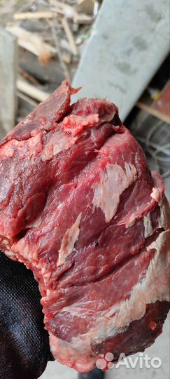 Продам мясо конина