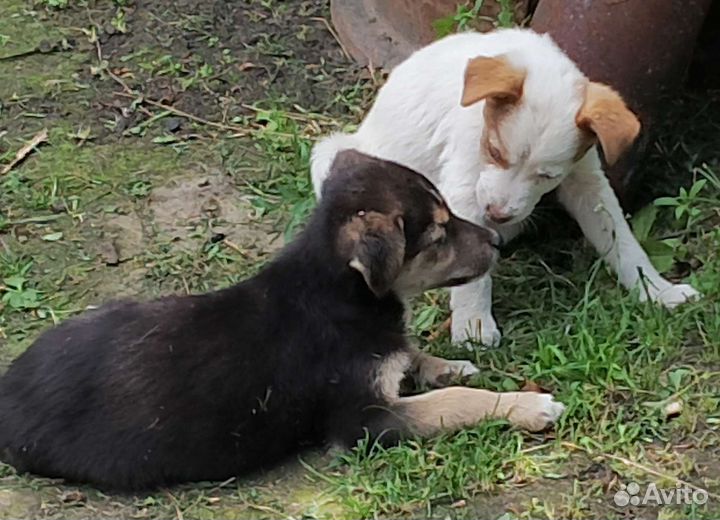 Щенки бесплатно