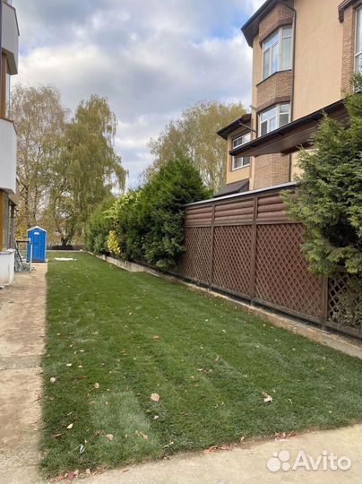 Рулонный газон 100 Мятлик