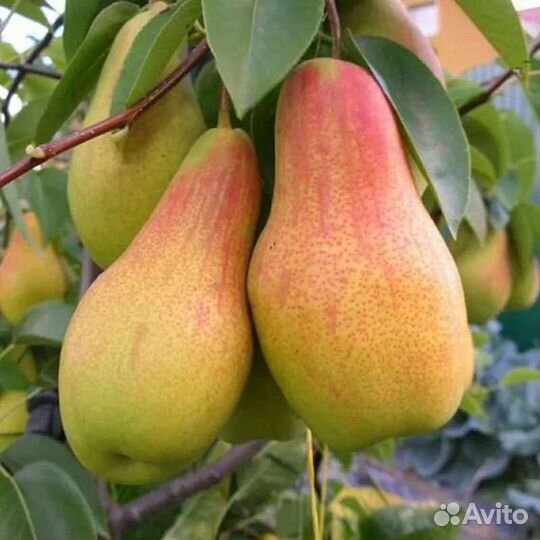 Груша Талгарская красавица саженцы