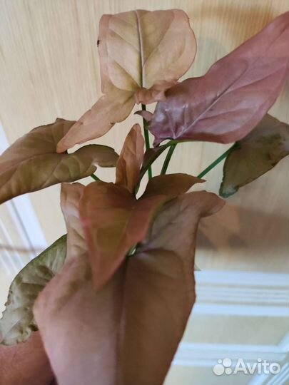 Сингониумы,аглаонемы,эпипремнумы