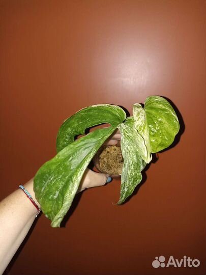 Эпипремнумы, амидриумы