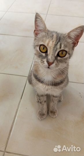 Хорошая девочка, в добрые руки