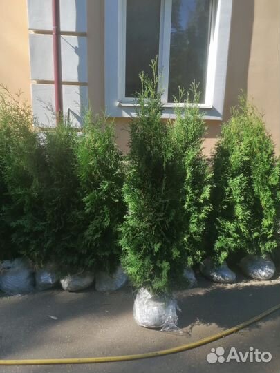 Туя западная