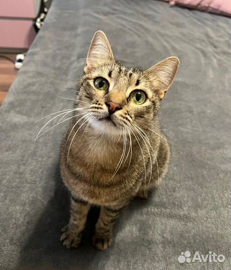 Кэтситтер (зооняня)