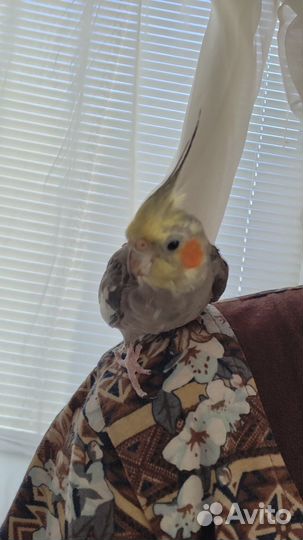 Попугай корелла