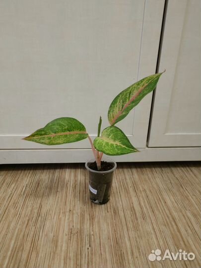 Аглаонема Frozen (Фрозен)