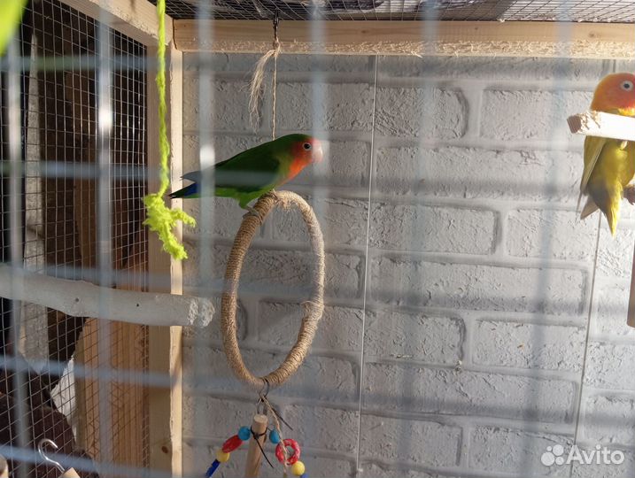 Амадины, попугаи и канарейка