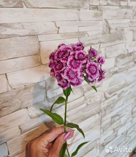 Турецкая гвоздика на срез, букеты